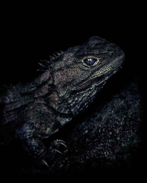 shellimur4's tweet photo. 春、白川郷の空をシマフクロウが戯れる。 https://t.co/HgnZmWhYip