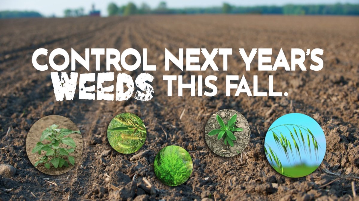 BASFAgSolutions's tweet photo. What if we told you that it's possible to control next year's weeds...this fall? 

With Zidua SC, you get long-lasting residual control with a wide application window of early pre-plant to post-emergence and pre-harvest. Get details: https://t.co/0bIVat2Vgw
#WestCdnAg https://t.co/oGXQbYKhxK