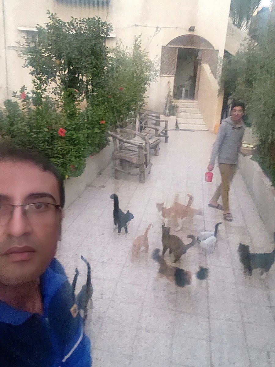 helpcatsmsallam's tweet photo. 🚨 THEY LIED TO YOU: They told you the war has ended, but the ash in our lungs says otherwise. Two days ago, fighter jets bombarded Gaza, and just yesterday and today, double drone strikes leveled sites on Al-Nafaq Street—only 10 minutes from my home. The conflict is violently alive. Amidst this ongoing firestorm, our campaign has crept forward to 81% of our goal. 📈💔

The numbers advance, but our daily margin for survival narrows. Keeping my 17 innocent cats alive under continuous threat and absolute inflation is a brutal, exhausting battle. While we manage our current stock with precise calculation, we urgently need a serious stand from you today. We must cover their daily critical meals and skyrocketing emergency vet bills so our hard-earned reserve doesn't deplete before the next wave of total closure hits. My young son Ayman and I refuse to bend to this chaos. 🐾

We are in the absolute final stretch to secure their complete 6-month shield. Please back our strategy and bridge the remaining gap through our Campaign: 
https://t.co/CzGgwtStPD —while their immediate daily critical support and vet bills rely entirely on your direct solidarity via PayPal: 
https://t.co/yfTFqJhED8

We do not just await the crisis; we out-think it. Please be our voice today. Retweet, share, or stand with us. 🙏⏳

#Gaza #GazaCats #Survival #StopTheWar #NorthGaza
