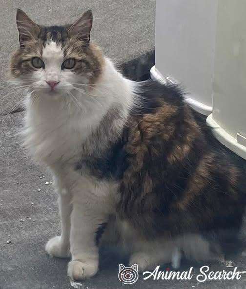 Pingoo_The_Cat's tweet photo. #MISSING BROWN #TABBY & WHITE #CAT #lost on Friday 11th September 2026 from #PLUMSTEAD #COMMON, #Greenwich, ##London #SE18 2.. -If you have info contact the owner via this Animal Search link-> https://t.co/1UuFxgObi2 #cats #ShootersHill #AbbeyWood #Thamesmead #Woolwich #Welling https://t.co/TmbBj52q7I