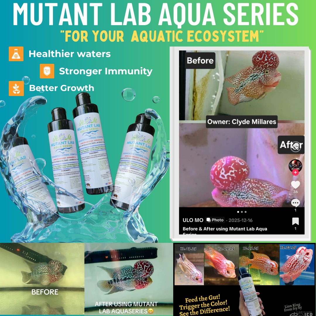 PatrickSouot0o's tweet photo. Grab yours now or visit us on Shopee. From dull to WOW in just weeks! Mutant Lab Aqua Series supports faster growth, stronger immunity, clearer water, and more vibrant colors for a healthier aquatic ecosystem. Real results from real hobbyists. https://t.co/29vnRCb4MG