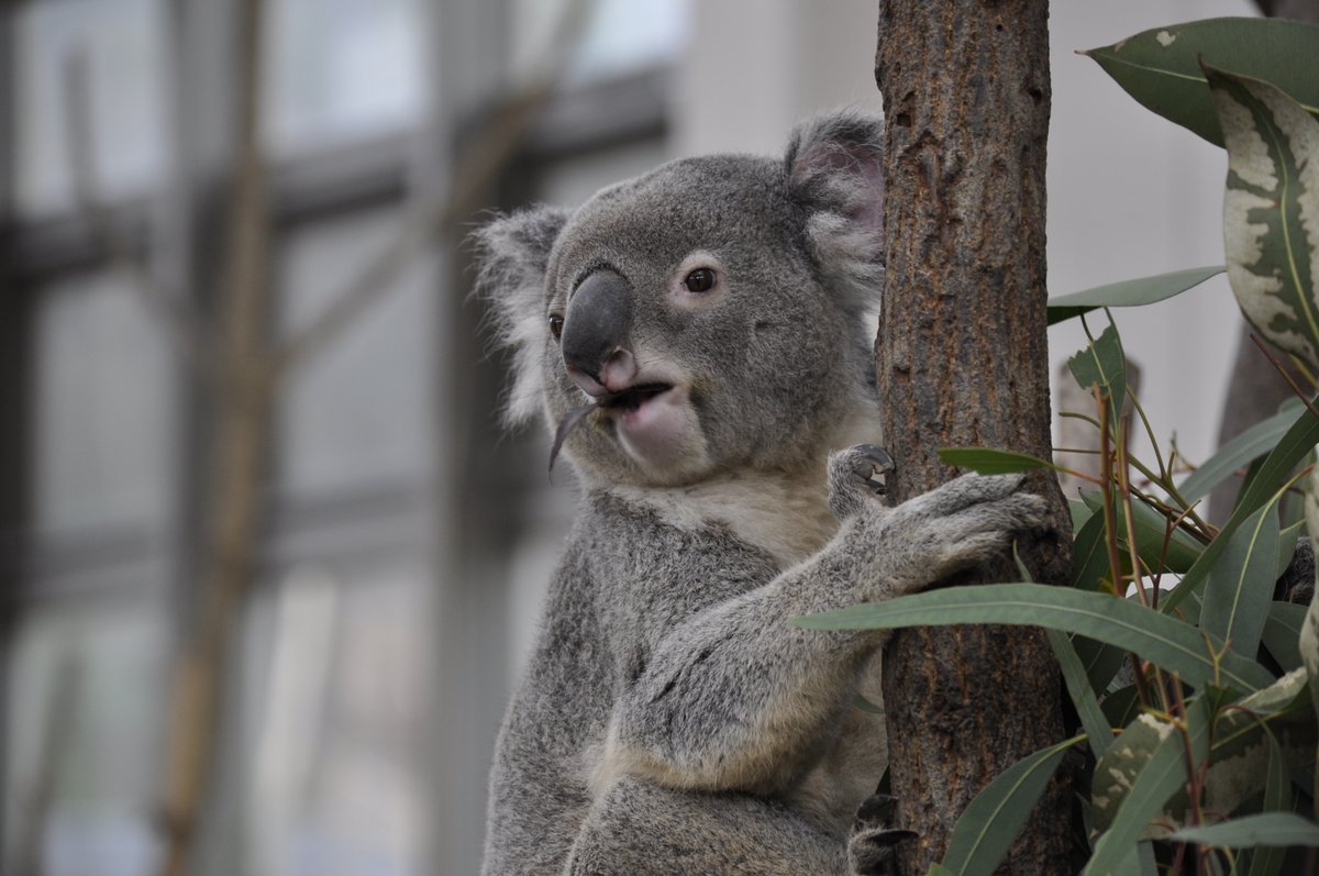 zoo8730's tweet photo. 🐨☀️

#平川動物公園
#タイヨウ
#コアラ https://t.co/aRLDWhWJNo