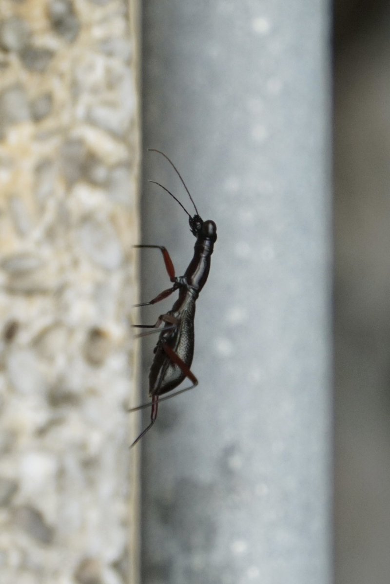 NAMELESSINSECTs's tweet photo. 香港にいたハンミョウ類(Tricondyla pulchripes?)
パッと見た感じ大きなアリに見えた😳
羽が退化して飛べないハンミョウらしい https://t.co/Iqn7Y4DkzS