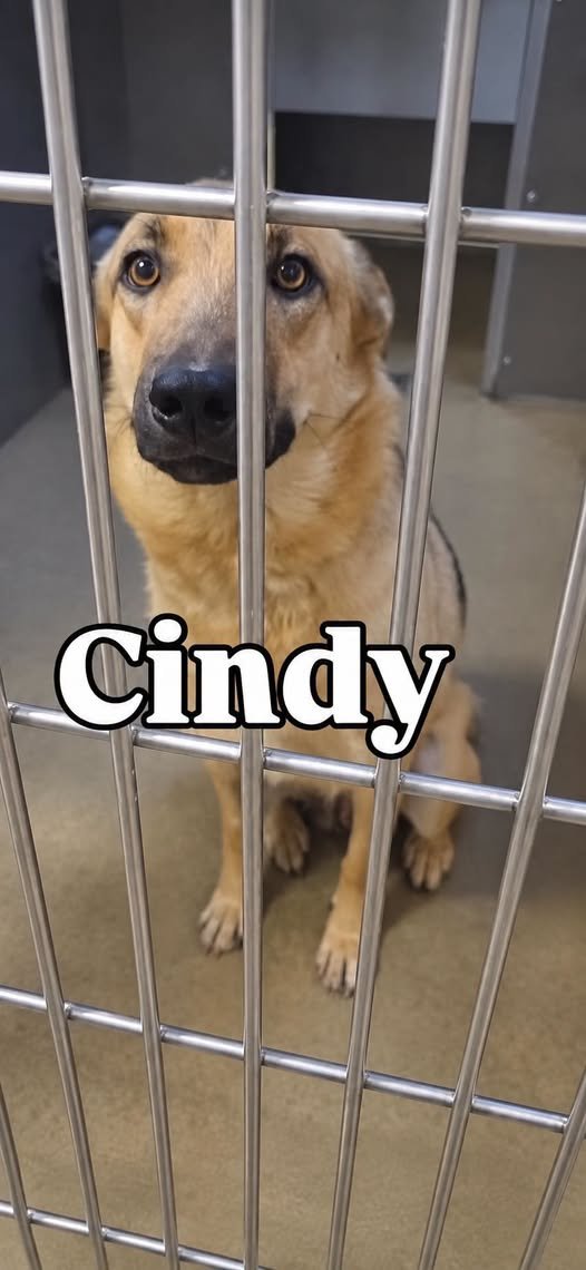 TrinaK9Rescue's tweet photo. 📷 URGENT—CINDY HAS BEEN ALERTED! 📷
Cindy’s time is up, and the shelter means it. This beautiful 3-year-old German Shepherd could lose her life if we cannot get her out immediately.
Trina & Friends K-9 Rescue is working on a plan to save her, but we desperately need your help. We are trying to raise $800 to cover Cindy’s boarding and transportation costs. Transport fees have increased because of gas prices, and we now pay $750 per dog.
Cindy is a beautiful, 66-pound spayed female who deserves the chance to leave the shelter alive and find a loving home.
Please donate if you can—even a small amount will bring us closer to saving her. If you cannot donate, please share this post. We are racing against the clock!
📷 Palmdale Animal Care Center, California
📷 Cindy — Animal ID #A5798031
Please help us save Cindy before it is too late!
#SaveCindy #UrgentDog #EuthanasiaList #GermanShepherd #GermanShepherdRescue #ShelterDog #RescueDog #DonateToSaveALife #FosterSavesLives #AdoptDontShop #PalmdaleDogs #CaliforniaDogs #DogRescue #TrinaAndFriendsK9Rescue #ShareToSav