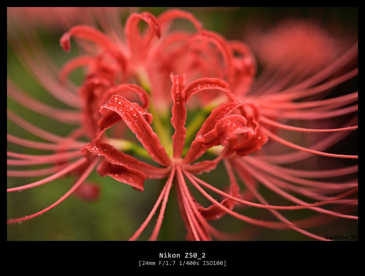 as09bel_50's tweet photo. 彼岸花には雨が似合うね
#Z50II https://t.co/eVIWePDtjS