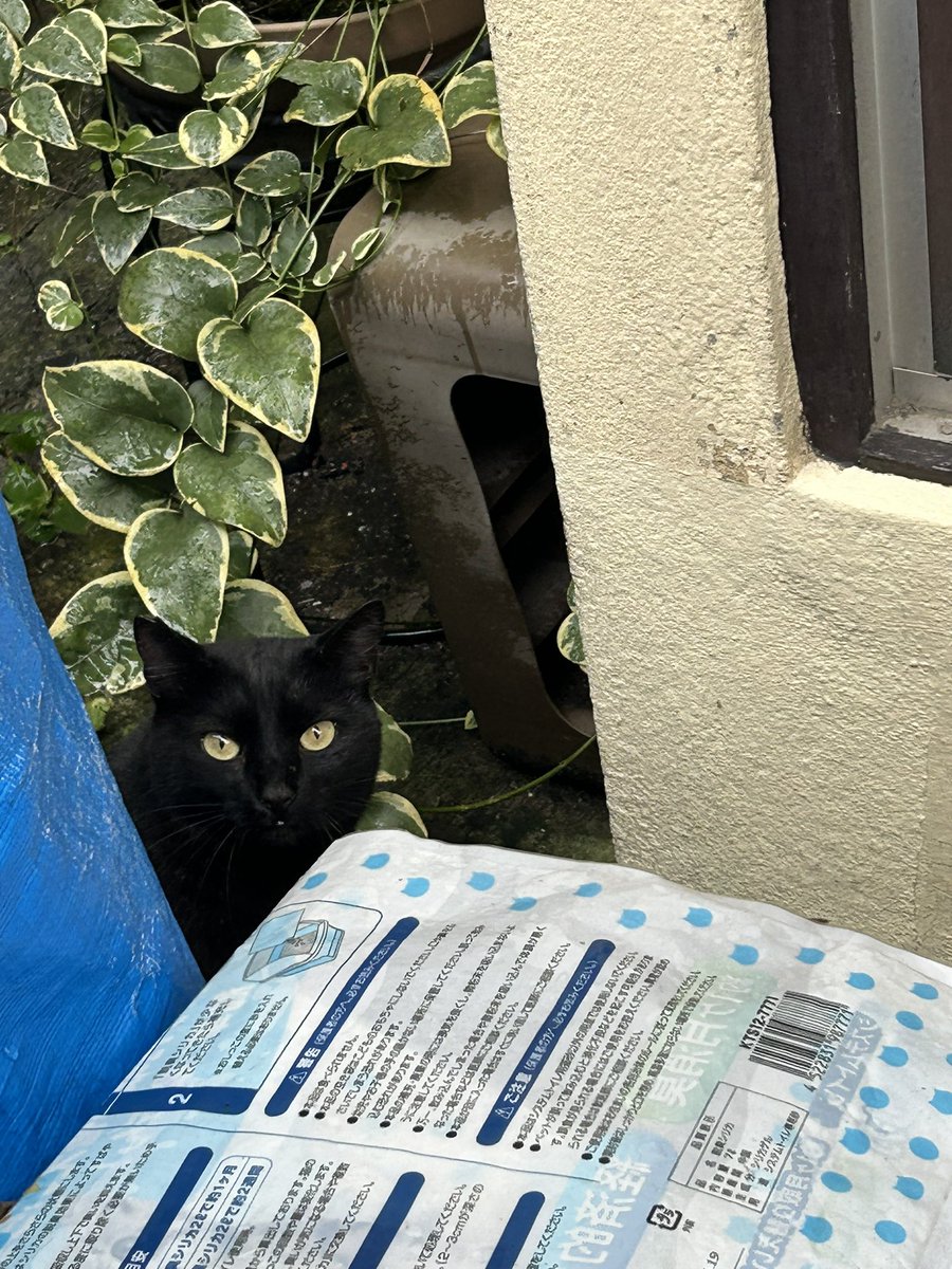 jaknori1006's tweet photo. 黒猫さん、もう一匹いました❤️ https://t.co/qxtPVukIsd