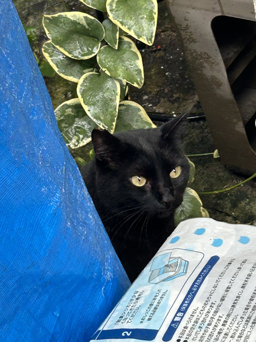 jaknori1006's tweet photo. 黒猫さん、もう一匹いました❤️ https://t.co/qxtPVukIsd