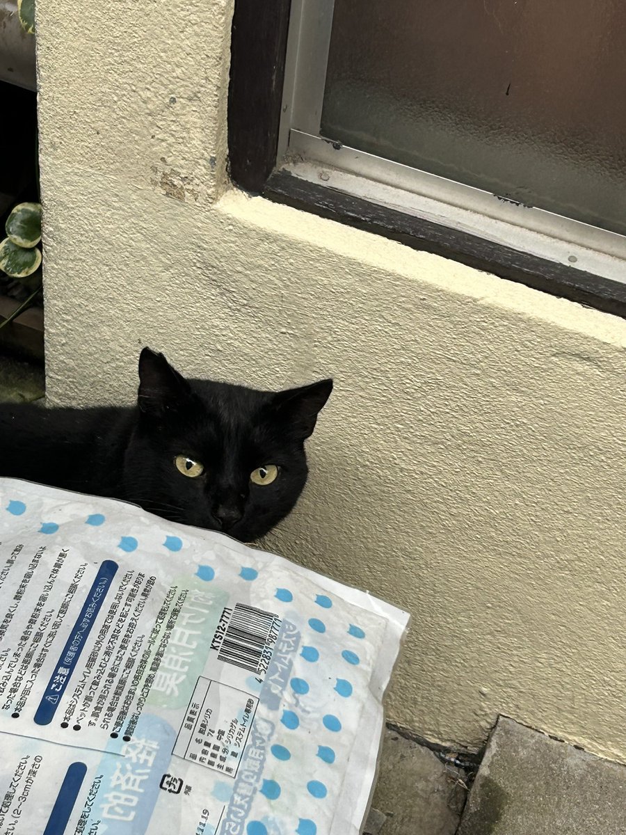 jaknori1006's tweet photo. 黒猫さん、もう一匹いました❤️ https://t.co/qxtPVukIsd