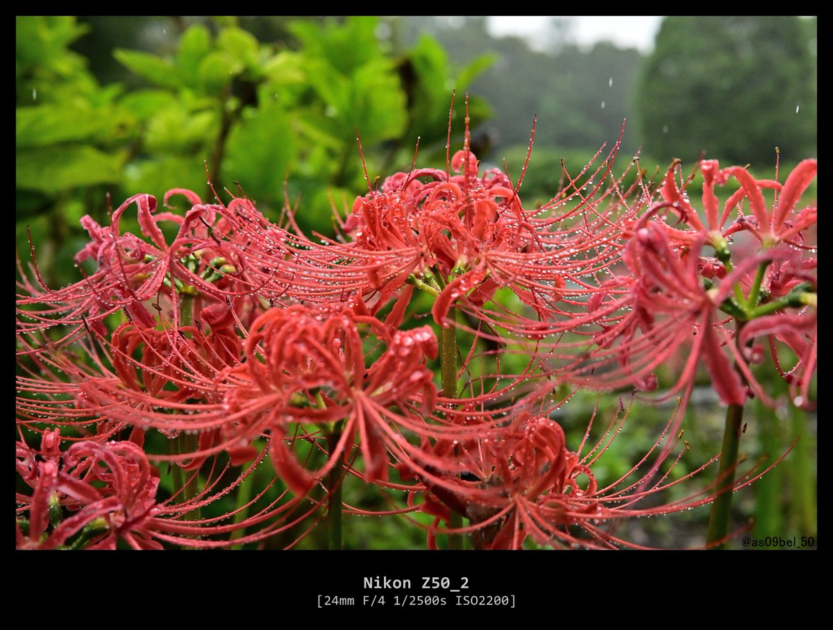 as09bel_50's tweet photo. 彼岸花と雨粒がいい感じに撮れた
#Z50II https://t.co/bm5z1Icv5K