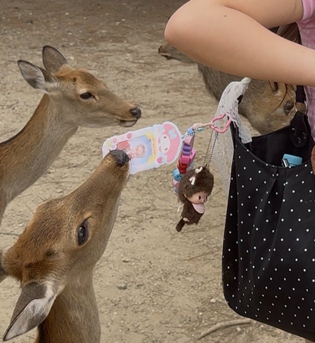 isabyisty's tweet photo. my hongshi pc got bitten by the nara deer ohmygod552556652541155515 you’re too appetising @hongshihoshi03 🫪🤧🙂‍↕️✌🏻 https://t.co/XHpDtddEwg