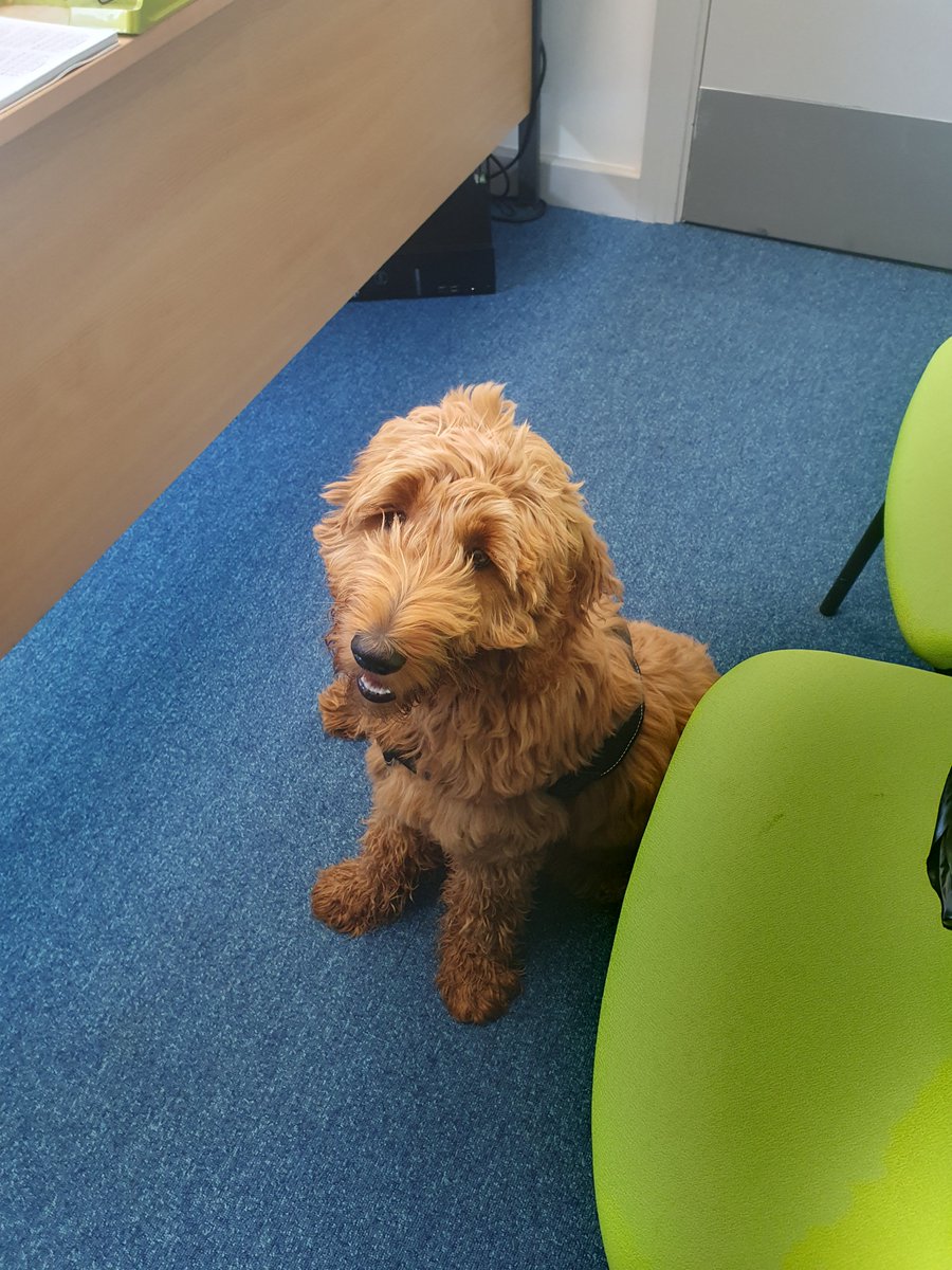 AzTigerHR's tweet photo. Perks of the job: getting to meet Milo the new support dog at one of our lovely schools! https://t.co/DfxPTjnZLl