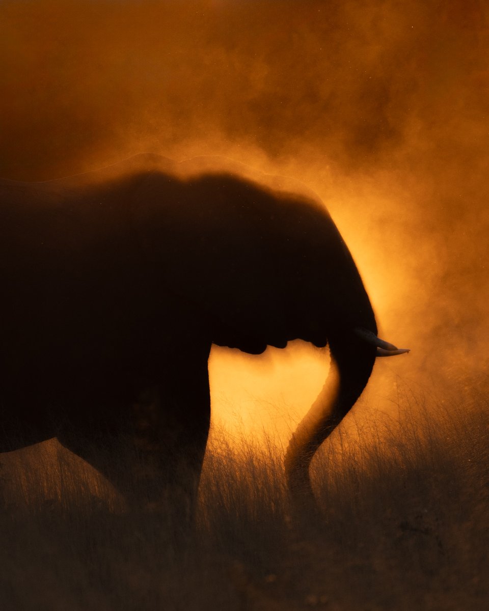 bernabephoto's tweet photo. #WildlifeWednesday Botswana style. https://t.co/5465fwABAp