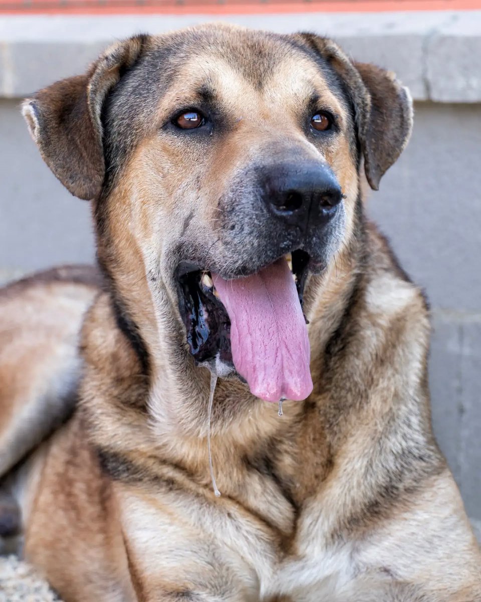 SosAbuelos1's tweet photo. #ALMERÍA
Tiene un nombre que desarma y una edad que pronto le describirá: #VIEJITO, 9 años

Grande, bellísimo, todo nobleza, deseando dar lo mejor de sí a la mínima oportunidad que tenga. ¡No le hagas esperar más!

Contacto: 950 26 85 31 // cepaama@aytoalmeria.es https://t.co/B9oN39BdJ3