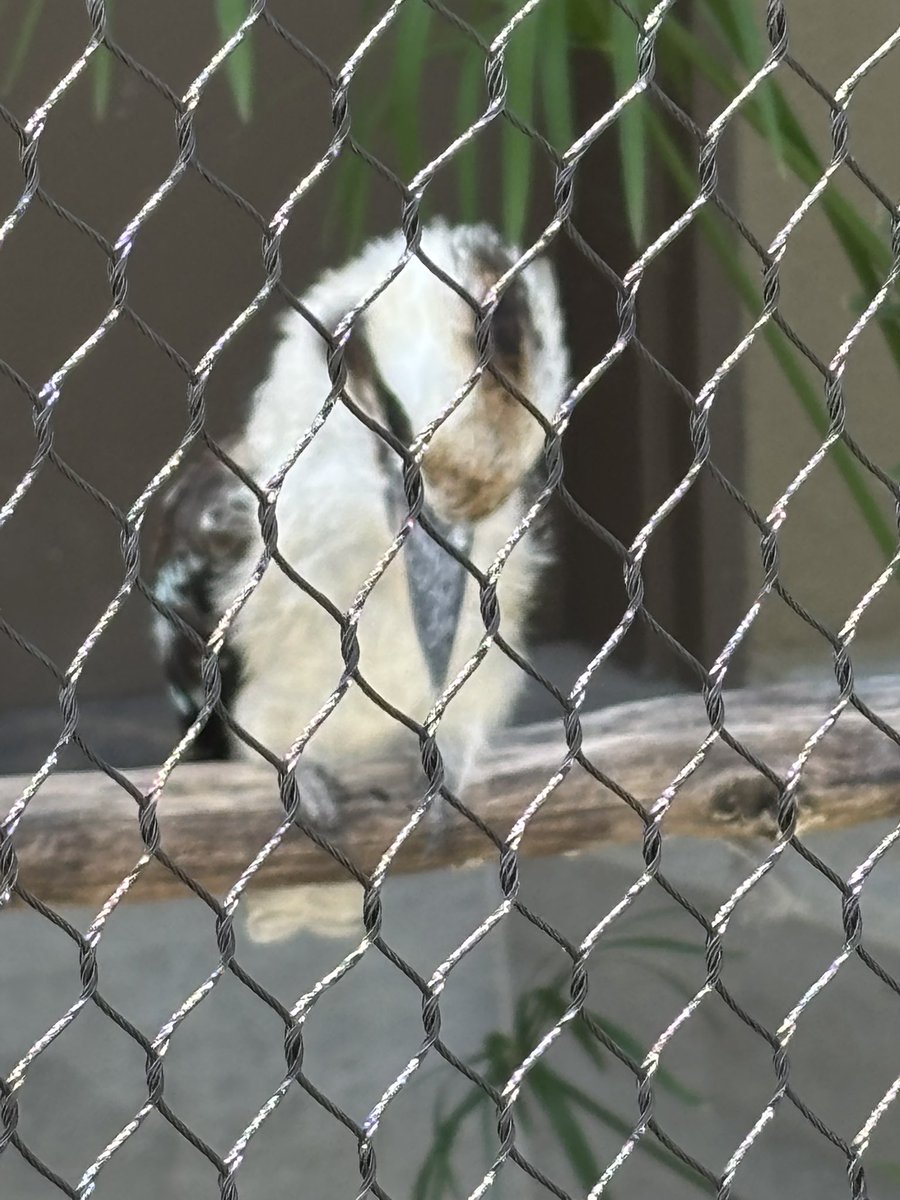 ikapon_a's tweet photo. 初、天王寺動物園楽しめた♪ 「情け容赦ない鳥のフン」は、流石大阪、言葉のチョイスが秀逸😅　ワライカワセミくんにも会えて満足‼︎ https://t.co/fkzLJIBvut
