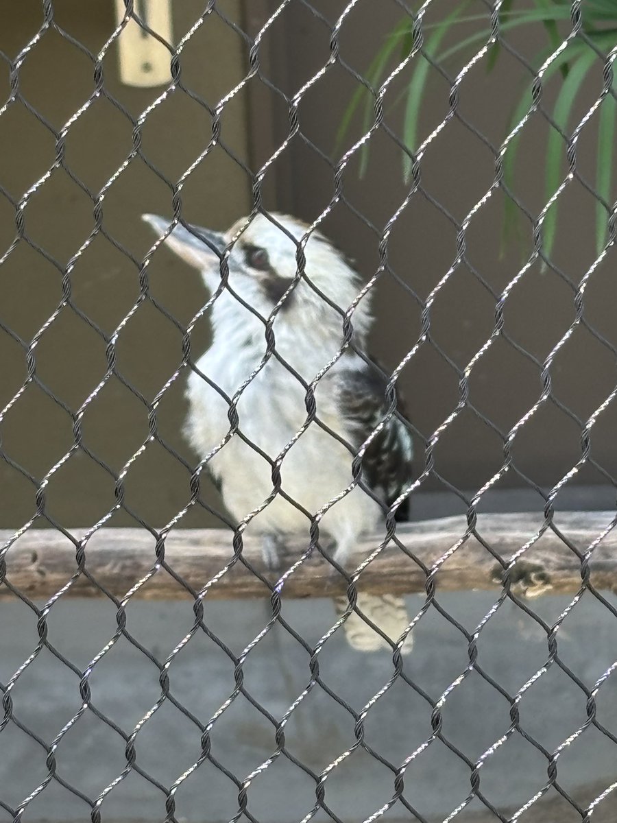 ikapon_a's tweet photo. 初、天王寺動物園楽しめた♪ 「情け容赦ない鳥のフン」は、流石大阪、言葉のチョイスが秀逸😅　ワライカワセミくんにも会えて満足‼︎ https://t.co/fkzLJIBvut