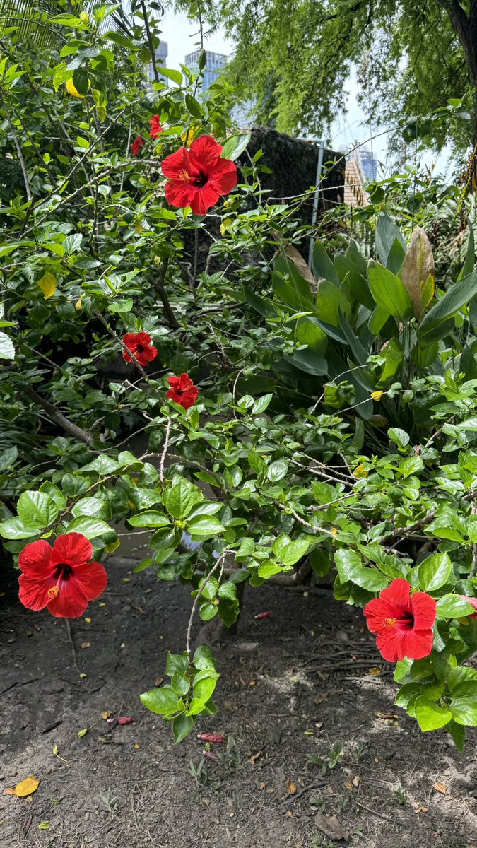 madil0573's tweet photo. Share a flower of any color from your gallery... https://t.co/6GZXv64mQ6