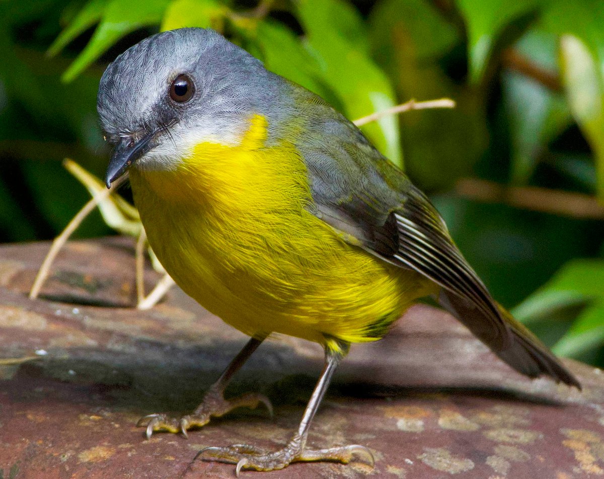 Naturelover380's tweet photo. First I gave you a Pink Robin, then a Flame Robin. Today I present the Eastern Yellow Robin. (South East Queensland, Australia.) https://t.co/EQrUMO5E4e