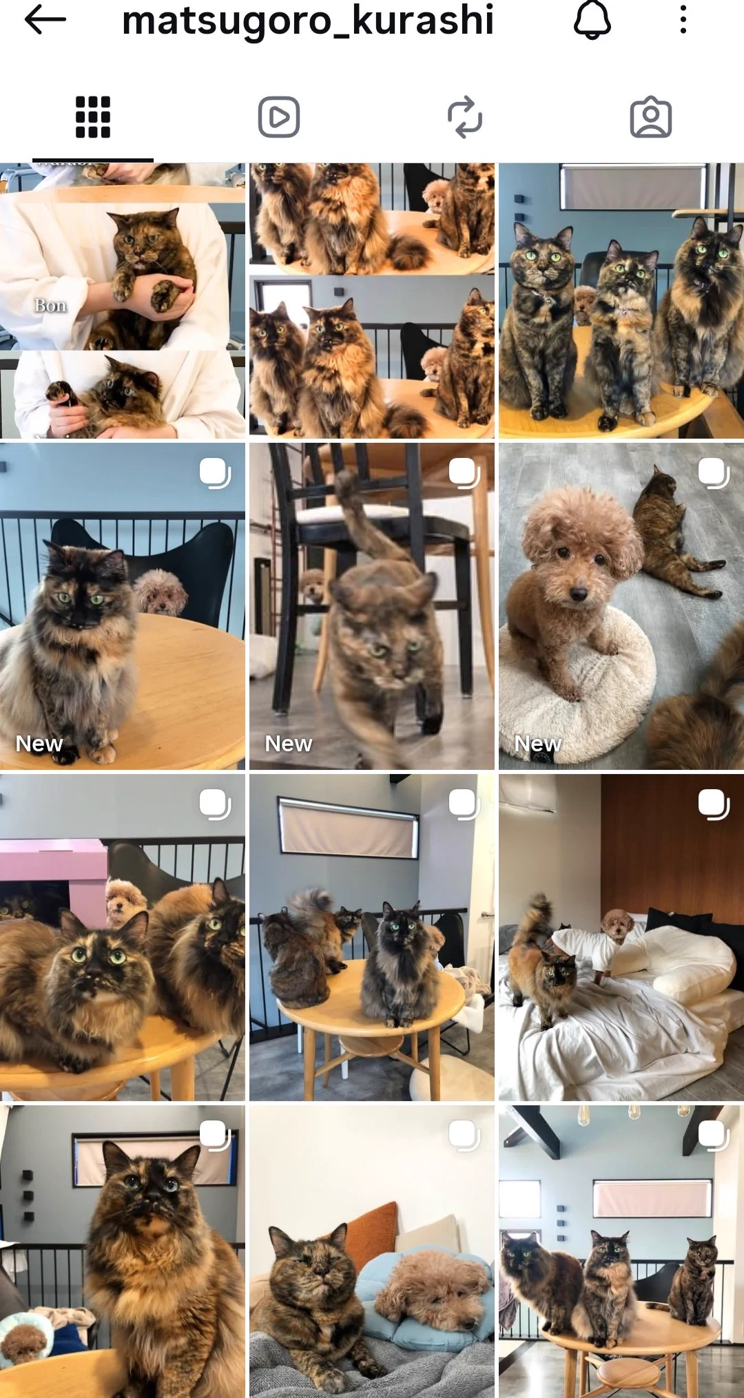 サビ猫三姉妹 on X: 