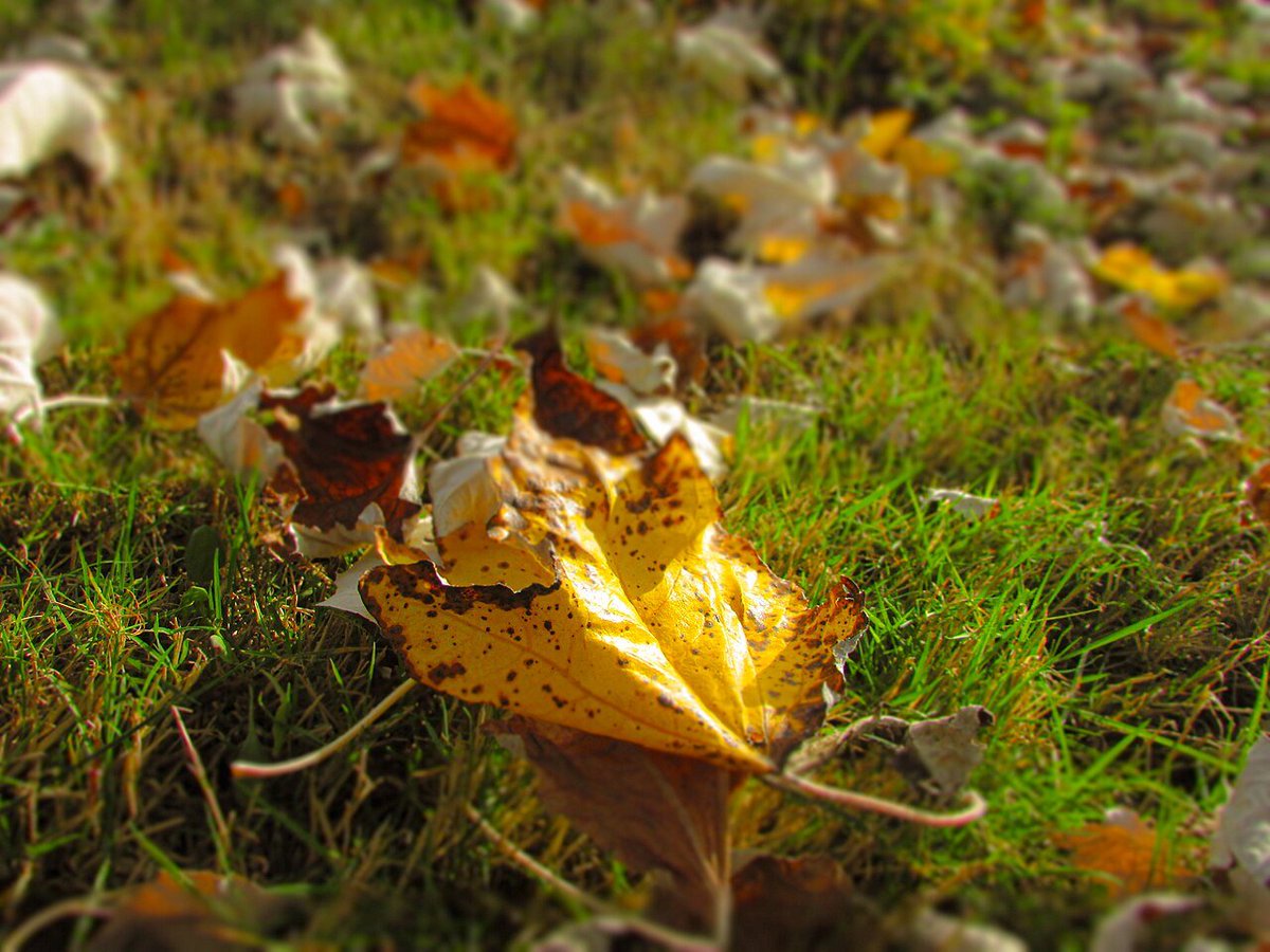 GestionyCalor's tweet photo. ¡Llegó el otoño!🍂

Cadenas de aire más fresco, tardes que se van acortando y ganas de retomar planes con calma. 

¿Sois de los que estabais deseando que se fuera el calor o ya echáis de menos la piscina?😜👇 https://t.co/4ePG8dbiJF