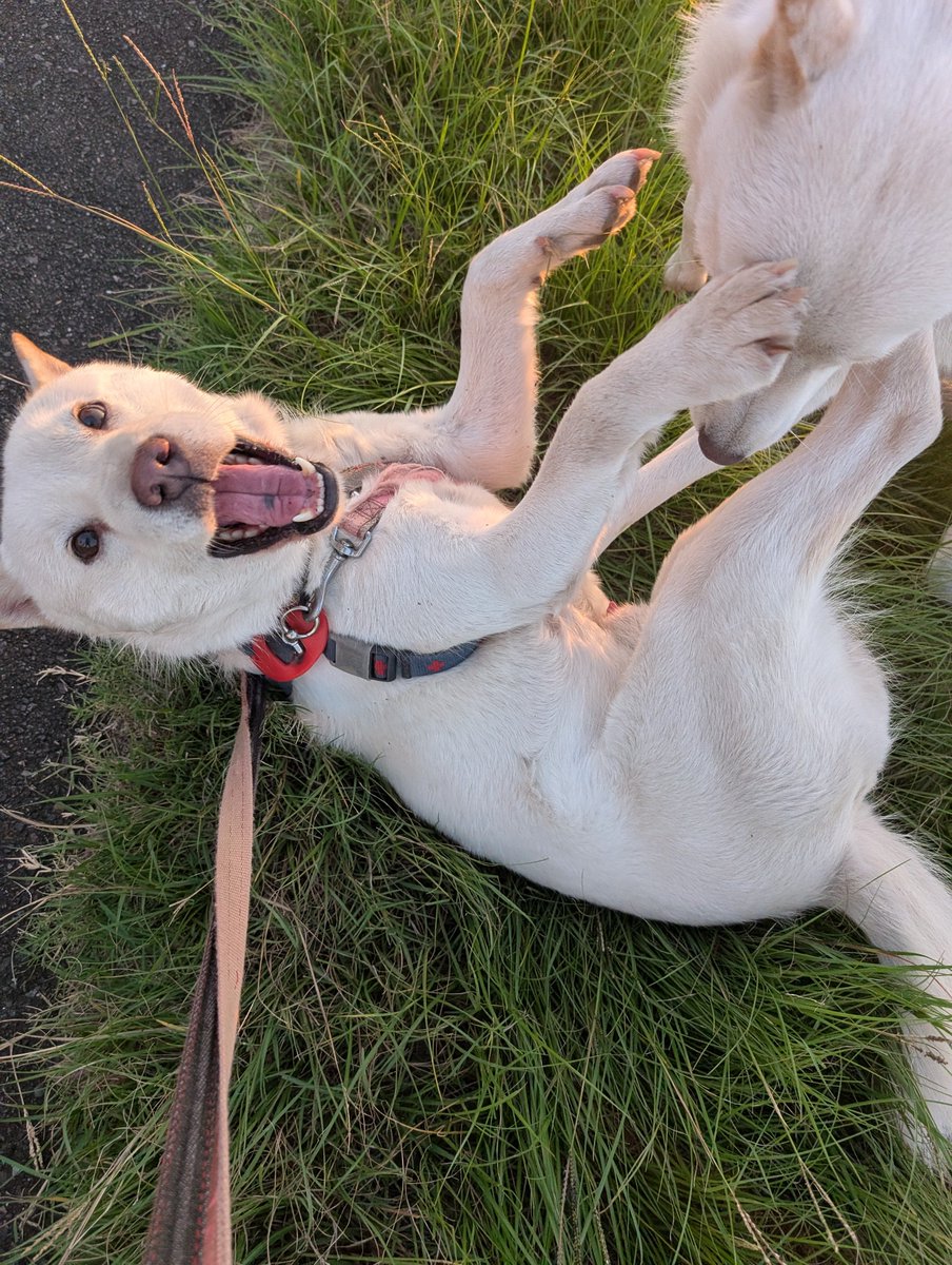 HdnOYpsK34Hd9gB's tweet photo. ﾊﾅ「パパのお腹にパーーーンチ👊」 #北海道犬 https://t.co/1IxZw8i7PL