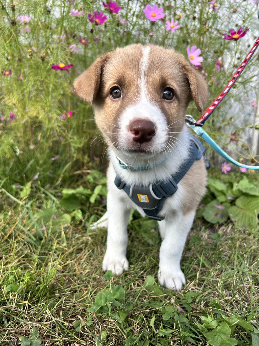 shipponokai's tweet photo. 🐶飼い主さん募集
仮名：オリヴィエ
引上場所：厚岸町役場
保護日：2026年08月27日
種類・特徴：ミックス
性別：オス
毛色・毛種：茶・並毛
年齢：2026年9月時点で推定2ヶ月

その他ワクチンなど
混合ワクチン・駆虫済　健康診断/去勢手術/マイクロチップは順次実施

2026年8月27日、厚岸町より野犬の仔犬５兄妹と、同じく厚岸町床潭で保護された野犬の仔犬１頭の計６頭を引き取りました。

５頭兄妹は牧草ロールの隙間を住処にしていたところを役場が捕獲機をかけて捕獲。当会で5月に引取りしたミカンたち３兄妹と同じ牧場です。

オリヴィエはおっとりマイペース、自己アピールも控えめで寝ている時に起こしても全然起きません🐕

ミカンたちと同じく目の色素も薄く、薄い綺麗なグレーです👀
とうもろこしの食べ方で例えるならポロポロ誰かがこぼした粒を拾って食べる派(笑)

ごはんはいつも他の兄妹に負けてますが、取られても怒らず気にせずゴーイングマイウェイがいいところ💕

今のところまだ人見知りはありませんが、同じ場所から保護した仔犬たちは生まれ持った野犬の気質が強く、生後４～5ヶ月あたりから人見知りが出始めたり、特に目の色素が薄い子は神経質で臆病な子が多く新しい出来事を受け入れるのに時間がかかる子が多いです。小さな変化や成長を温かく見守っていただける方との出会いをお待ちしております🐾

📍9/26(土)あいまる さっぽろ様で開催の保護犬譲渡会にも参加します。
🐶 あいまる さっぽろ × HOKKAIDOしっぽの会「保護犬譲渡会」
日時：2026年9月26日(土)
時間：10:00～15:00（あいまる さっぽろ様の土曜開庁と同じ）
会場：札幌市動物愛護管理センター あいまる さっぽろ 1階
住所：札幌市中央区北22条西15丁目3-6
駐車場：あり（台数に限りがあります）
問合せ：HOKKAIDOしっぽの会
info@shippo.or.jp

気の優しいオリヴィエに是非会いにいらしてください✨

【譲渡にあたってのお願い】

◇子犬たちはこれから長い年月を共に過ごす温かい家族を探しています。
成犬になると15キロ～の中型犬になる子たちです。
充分な運動や関わりができる方、15年以上の暮らしを見据えて、終生大切に育ててくださる方との出会いを心より願っています。

◇お申し込みの人数に関わらず、動物にとって最も良いマッチングを基準に選考を行っております。先着順ではございませんので、あらかじめご了承ください。

♢面会をご希望の方はメール又はお電話にて事前予約をお願いいたします。

面会・譲渡については、以下のページもご参考にされてください☆https://t.co/qOVEvjoAZ2

#保護犬 #保護犬と暮らす #保護犬を家族に
#hokkaidoしっぽの会 #飼い主さん募集
#長沼町 #北海道