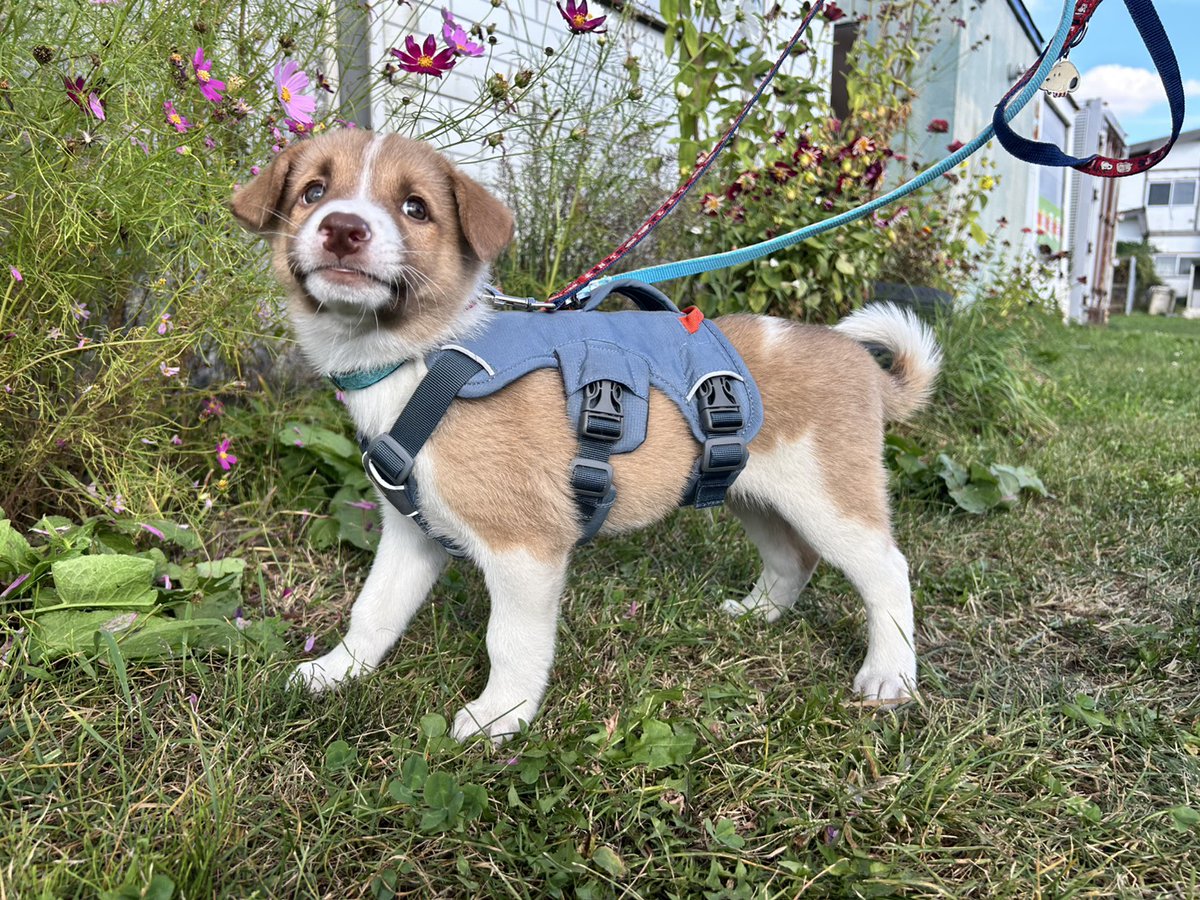 shipponokai's tweet photo. 🐶飼い主さん募集
仮名：オリヴィエ
引上場所：厚岸町役場
保護日：2026年08月27日
種類・特徴：ミックス
性別：オス
毛色・毛種：茶・並毛
年齢：2026年9月時点で推定2ヶ月

その他ワクチンなど
混合ワクチン・駆虫済　健康診断/去勢手術/マイクロチップは順次実施

2026年8月27日、厚岸町より野犬の仔犬５兄妹と、同じく厚岸町床潭で保護された野犬の仔犬１頭の計６頭を引き取りました。

５頭兄妹は牧草ロールの隙間を住処にしていたところを役場が捕獲機をかけて捕獲。当会で5月に引取りしたミカンたち３兄妹と同じ牧場です。

オリヴィエはおっとりマイペース、自己アピールも控えめで寝ている時に起こしても全然起きません🐕

ミカンたちと同じく目の色素も薄く、薄い綺麗なグレーです👀
とうもろこしの食べ方で例えるならポロポロ誰かがこぼした粒を拾って食べる派(笑)

ごはんはいつも他の兄妹に負けてますが、取られても怒らず気にせずゴーイングマイウェイがいいところ💕

今のところまだ人見知りはありませんが、同じ場所から保護した仔犬たちは生まれ持った野犬の気質が強く、生後４～5ヶ月あたりから人見知りが出始めたり、特に目の色素が薄い子は神経質で臆病な子が多く新しい出来事を受け入れるのに時間がかかる子が多いです。小さな変化や成長を温かく見守っていただける方との出会いをお待ちしております🐾

📍9/26(土)あいまる さっぽろ様で開催の保護犬譲渡会にも参加します。
🐶 あいまる さっぽろ × HOKKAIDOしっぽの会「保護犬譲渡会」
日時：2026年9月26日(土)
時間：10:00～15:00（あいまる さっぽろ様の土曜開庁と同じ）
会場：札幌市動物愛護管理センター あいまる さっぽろ 1階
住所：札幌市中央区北22条西15丁目3-6
駐車場：あり（台数に限りがあります）
問合せ：HOKKAIDOしっぽの会
info@shippo.or.jp

気の優しいオリヴィエに是非会いにいらしてください✨

【譲渡にあたってのお願い】

◇子犬たちはこれから長い年月を共に過ごす温かい家族を探しています。
成犬になると15キロ～の中型犬になる子たちです。
充分な運動や関わりができる方、15年以上の暮らしを見据えて、終生大切に育ててくださる方との出会いを心より願っています。

◇お申し込みの人数に関わらず、動物にとって最も良いマッチングを基準に選考を行っております。先着順ではございませんので、あらかじめご了承ください。

♢面会をご希望の方はメール又はお電話にて事前予約をお願いいたします。

面会・譲渡については、以下のページもご参考にされてください☆https://t.co/qOVEvjoAZ2

#保護犬 #保護犬と暮らす #保護犬を家族に
#hokkaidoしっぽの会 #飼い主さん募集
#長沼町 #北海道