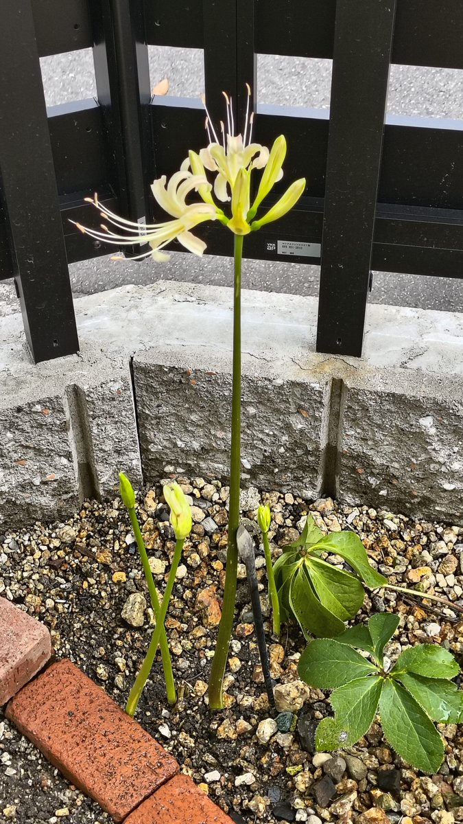 BeagleCafeBoy's tweet photo. 岡ぴさん、スタッフさん、リスナーさん、「秋分の日」祝日にこんばんは。
テーマ『英語表記』は、ちょうど、OHRMです！
お彼岸に・彼岸花が・律儀に・間に合いました！！
つい先週は、長い茎のつぼみでした。
左が21日、右が本日23日😃
#ジョイユー https://t.co/pVI2xnqe1O