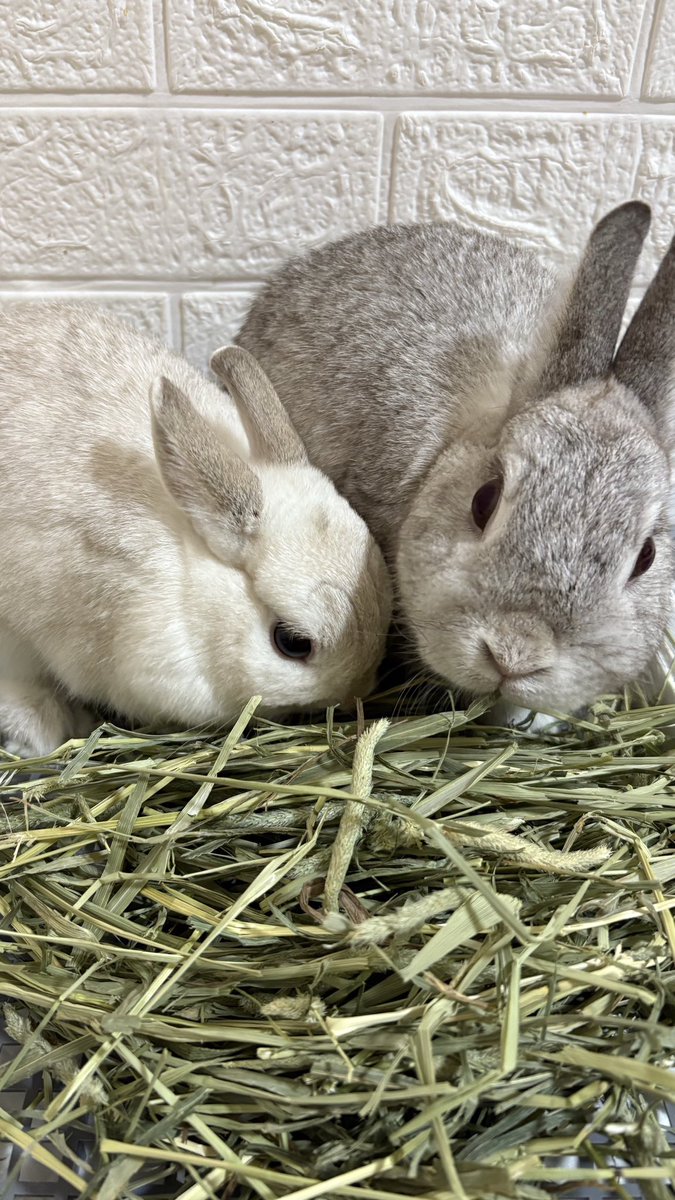 usanikki1's tweet photo. いっぱいチモチモしてくださいな🐰 https://t.co/NPZItnuMuL