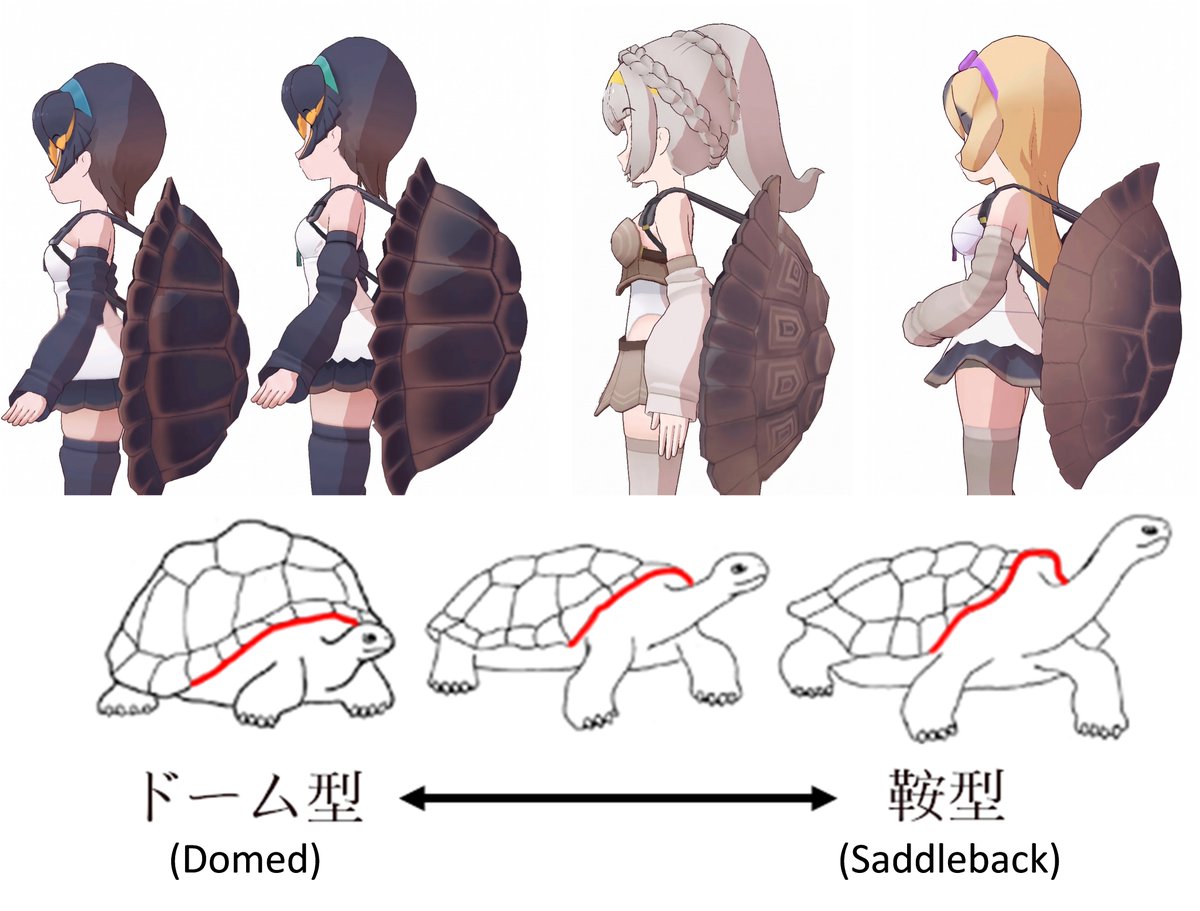 sngln19748154's tweet photo. 小ネタ：ガラパゴスゾウガメの甲羅は、ドーム型と鞍型に分けられます🐢

面白いことに、フレンズのキャラクターデザインにも、この特徴が表れています！

これは、ダーウィンの時代にはすでに発見されていた形態的変異です：
ドーム型のゾウガメは、雨量が比較的多く、植物が豊富な島に生息し、低い植物を食べます。
鞍型のゾウガメは、乾燥していて植物が少ない島に生息し、高く伸びたサボテンを食べます。
そのため、上を向きやすいように、鞍型の甲羅へと進化しました。

もちろん、ドーム型と鞍型の中間にあたるタイプも存在します。
#けものフレンズ