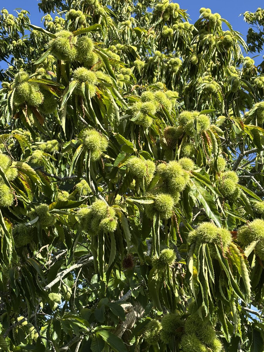 AlanEDown's tweet photo. Incredibly heavy crop of sweet chestnuts this year. These #trees love the heat and sun! https://t.co/iAL1otCBuk