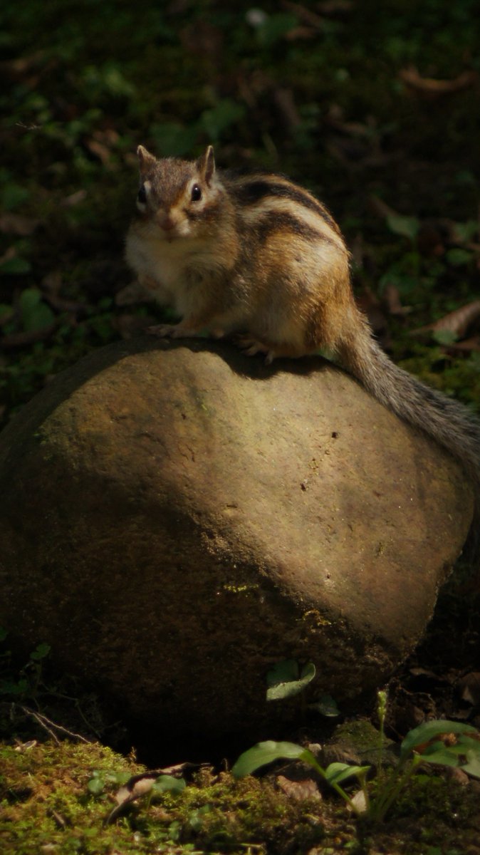 hosss_77's tweet photo. わたしの城🐿️🐿️🐿️🏯🏯🏯

#加茂リス公園 https://t.co/kUVJqUMPpJ