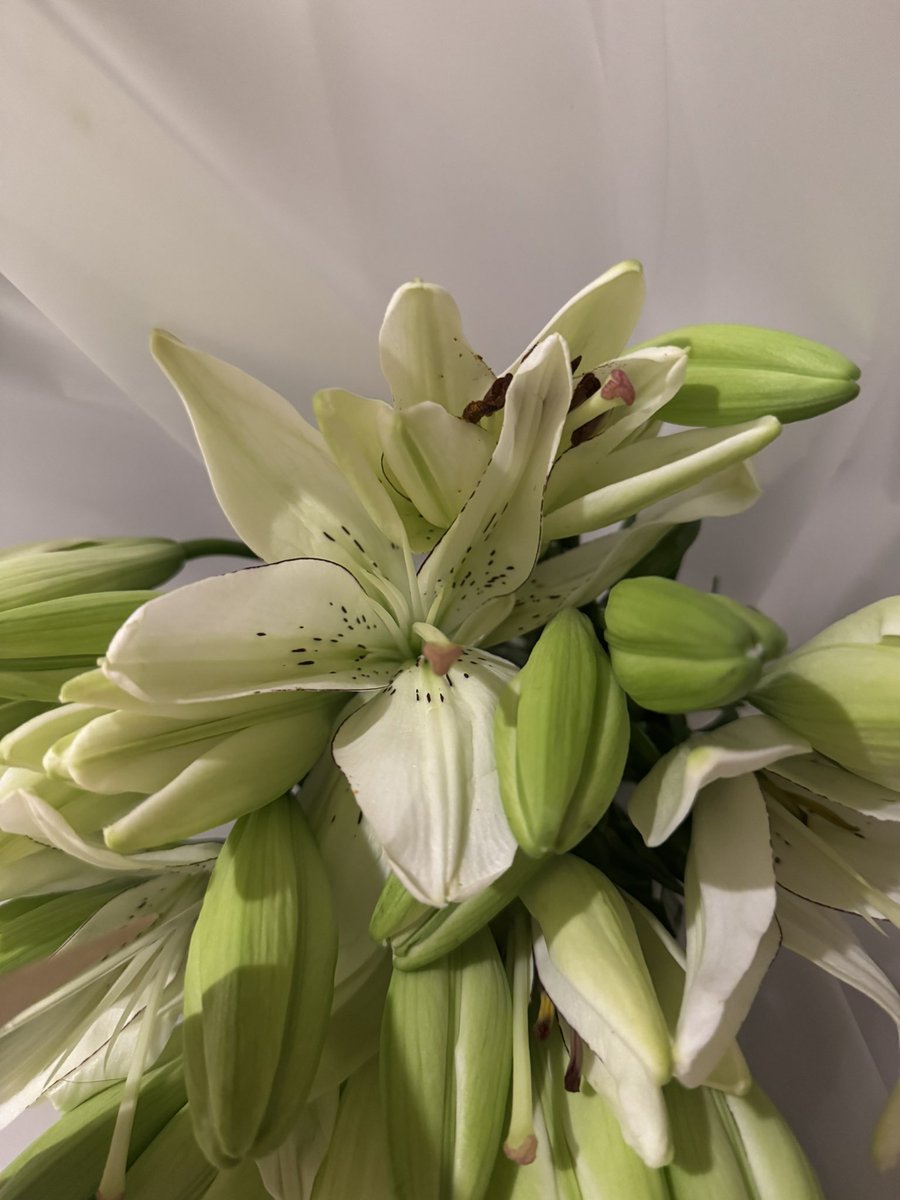 l1nv1ii's tweet photo. He knows my fav flowers🤍 https://t.co/oDIVKaEGeX