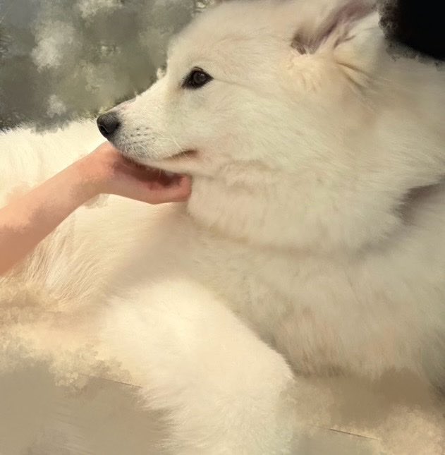 t0w48itz's tweet photo. 本州に帰ってきて、サモエドをモフるなどした。 https://t.co/nSGAt96lCP