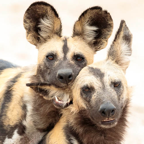 AMAZlNGNATURE's tweet photo. Three Wild Dogs Traveled 2,564 Miles Across Zambia in Search of Mates

Researchers tracking African wild dogs with GPS collars recorded three brothers traveling 4,126 kilometers across Zambia, revealing how far these animals can disperse in search of new territory and mates https://t.co/w5SCkDjRQA