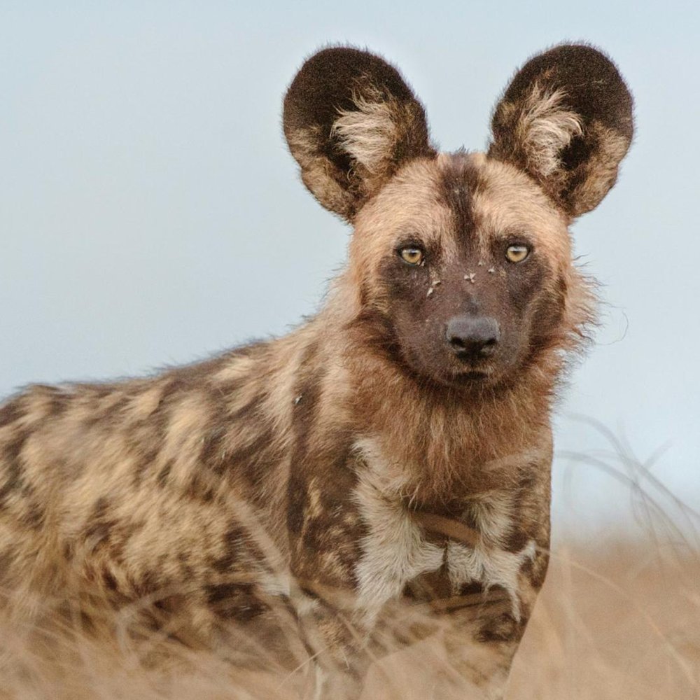 Three Wild Dogs Traveled 2,564 Miles Across Zambia in Search of Mates

Researchers tracking African wild dogs with GPS collars recorded three brothers traveling