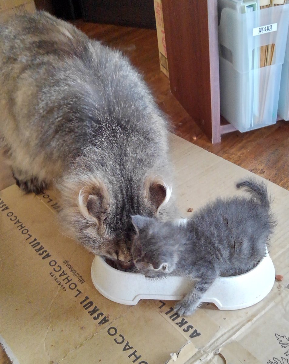 chanto_tanto's tweet photo. 写真フォルダに懐かしい写真😆
ソダシを拾って1ヶ月後��らい🤣
ミルク🍼終わって自分で食べ始めた頃だ🤗
いつもお皿に入っちゃってたんだった😅
よくぞ大きくなったもんだ😄
#保護猫 https://t.co/CZZ4vM2hpl