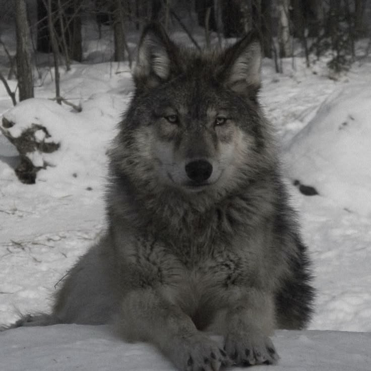 cloudedwall's tweet photo. How does Pinterest see me…

Season
Love language
Animal 
Thoughts https://t.co/xM6u8HqN0R