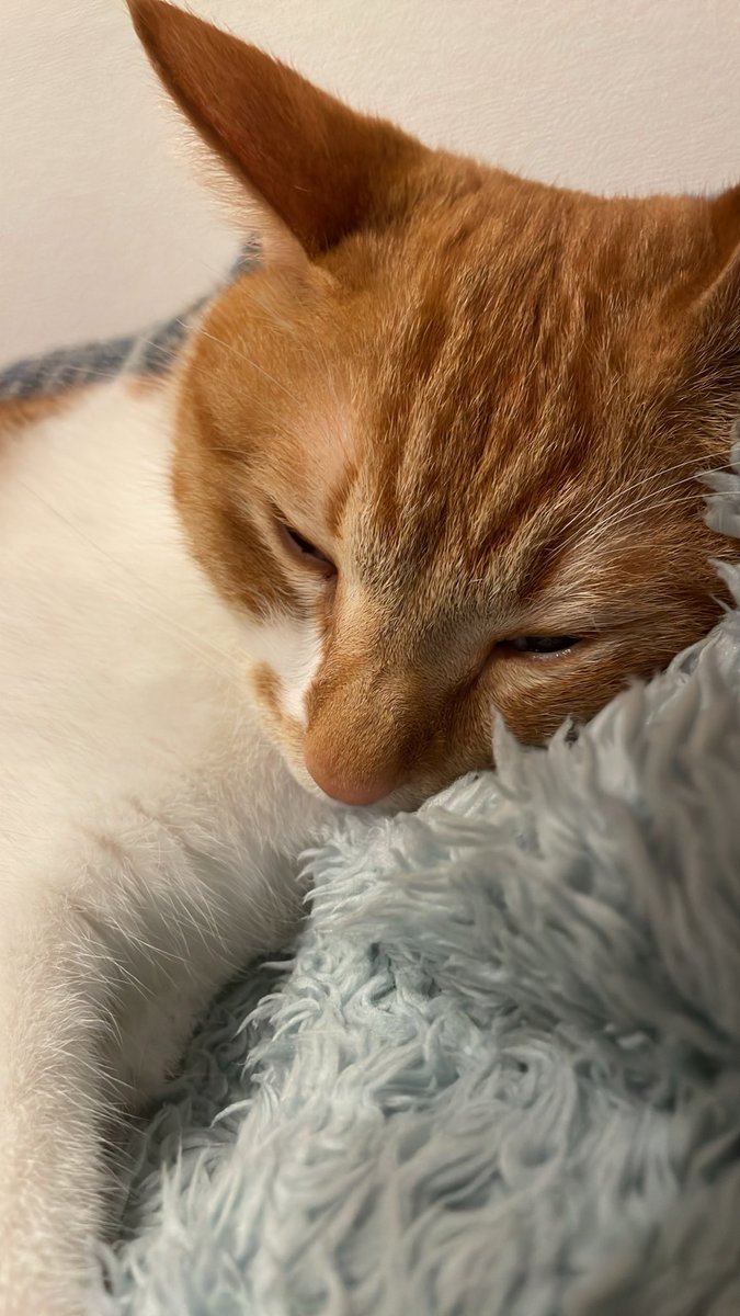 PresidentAGari's tweet photo. さんじゅうはち日目
ねことねる https://t.co/uZb7JiNzTI