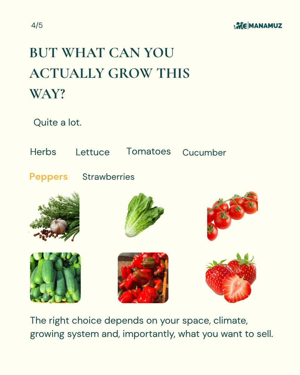 Manamuz_'s tweet photo. At Manamuz, we design solutions around your space, climate, crops and market.
Tell us what you want to grow. We’ll help you build the right system.
#Manamuz #GreenhouseFarming #Hydroponics #PrecisionFarming #ClimateSmartAgriculture https://t.co/FTXefYAlDo