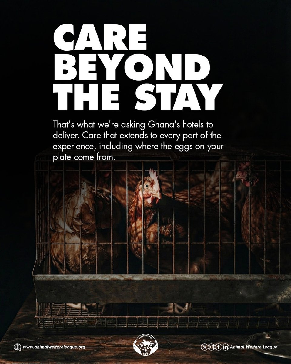 animalwelfaregh's tweet photo. Great hospitality shouldn't stop at the guest room. Behind many hotel breakfast buffets are hens confined to cages so small they can't spread their wings.
Ghana's hotels can lead the way by choosing cage-free eggs.

#gocagefree #endcages #corporatecampaigns https://t.co/HMRcpcTaOd