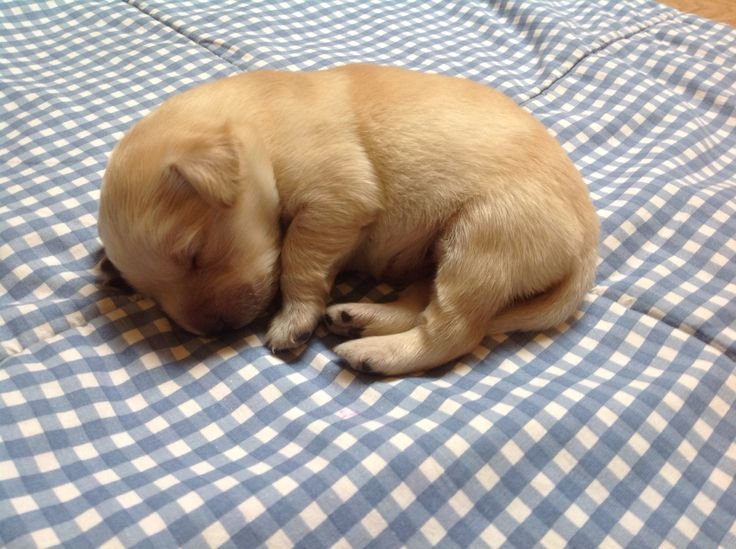cutestpuppyy's tweet photo. Beautiful puppy https://t.co/oFP16XosNM