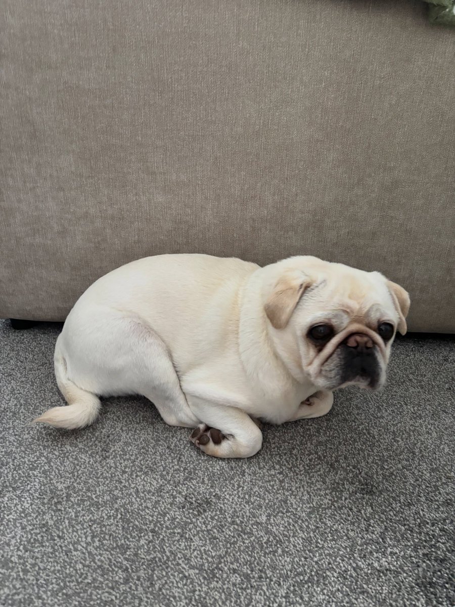 FaithDebenkts7's tweet photo. My little loaf https://t.co/Bm9B18DTxK