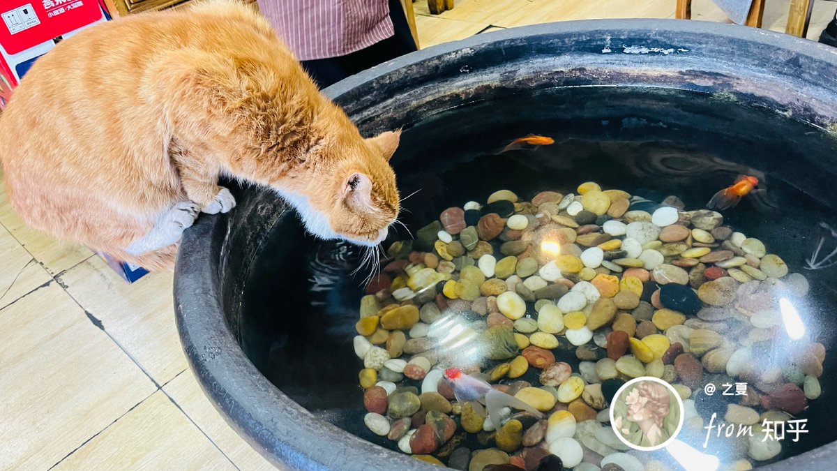 honeh451147's tweet photo. When I saw the stray cat move to my yard and tease the fish in the small pool, it’s such a fun little daily moment. https://t.co/HxiS4Bcb6p