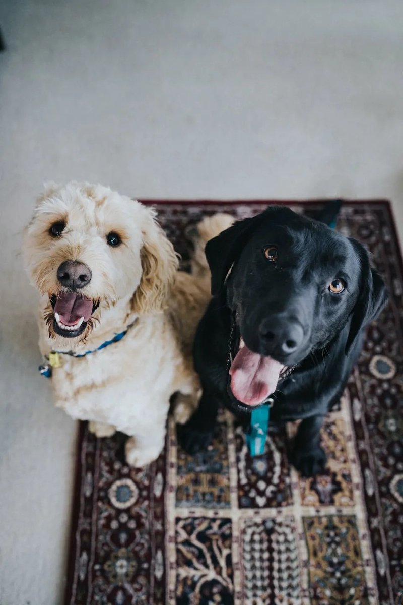ChristyVango's tweet photo. Best Pet-Friendly Plants for Housewarming Gifts

Pet-friendly plants make thoughtful housewarming gifts, adding beauty while keeping furry family members safe. Great options include spider plants, Boston ferns, parlor palms, and areca https://t.co/eBRp2XEztP