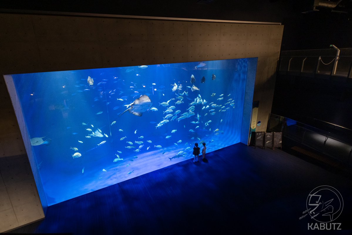 tan_sui_kabutz's tweet photo. 四国水族館　まるで美術館 https://t.co/R6ZujRgDuH