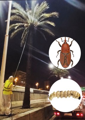 AjSantAdria's tweet photo. 🌴 Tractament preventiu contra les plagues de les palmeres.

📅 Del 5 al 8 d’octubre
🌙 De 22.30 a 5.30 h
☁️ Sempre que les condicions meteorològiques ho permetin.

👉 Consulta el llistat de palmeres i tota la informació: https://t.co/DbjwPRA4kt https://t.co/qzXuYG92MA