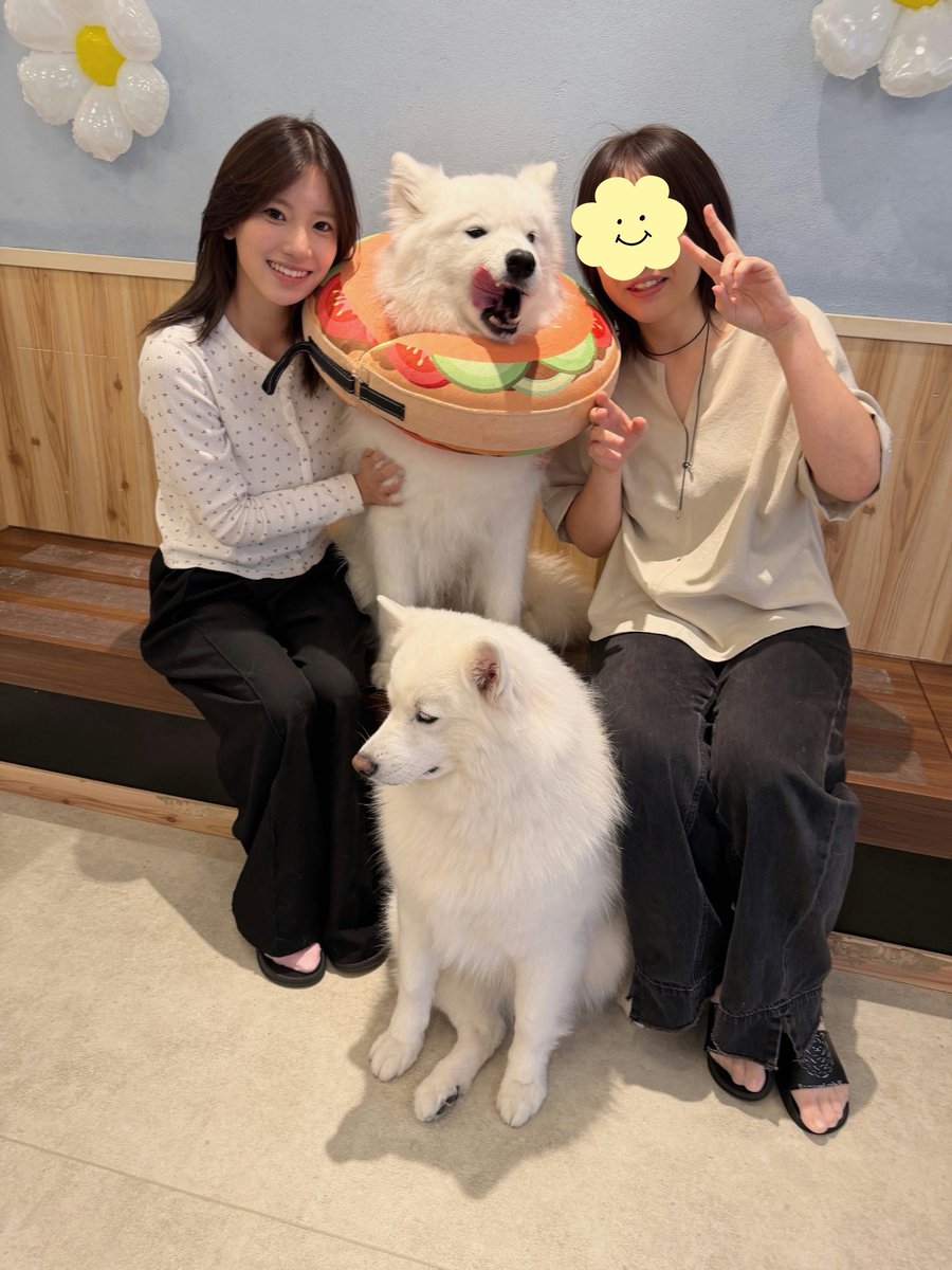 reidayo1013's tweet photo. 推しのサモエドちゃんとの記念写真📸

あおちゃんと最近なかなか予定合わないけど、10月お祝いの約束したから楽しみ！
蒼井すず https://t.co/FZEtluRPRI