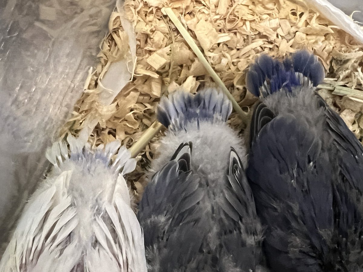 conatsubiyori's tweet photo. えびふらい♡

#コザクラインコ
#里親募集 #雛販売 https://t.co/Z0PaxrSYHr