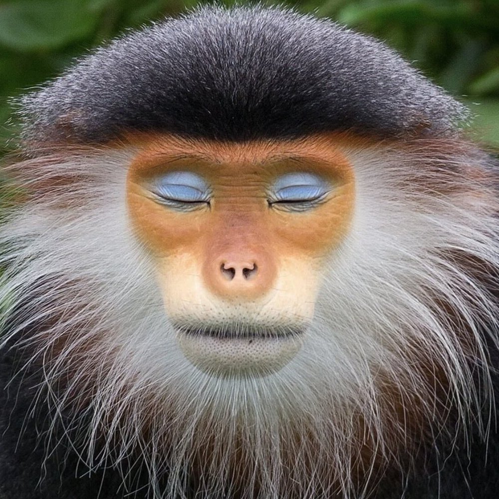 AMAZlNGNATURE's tweet photo. This Is the “Zen Monkey” of Vietnam

The red-shanked douc is a brilliantly colored monkey from Vietnam, recognizable by its golden face, white ruff, reddish legs and naturally powder-blue eyelids https://t.co/MN5xtiNSJ8