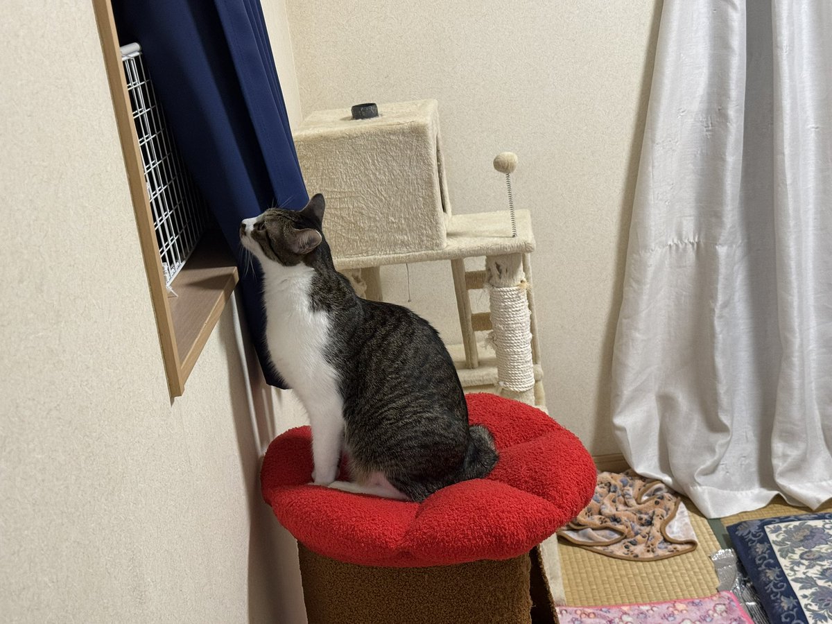 kirushu2's tweet photo. 猫との暮らし2年254日目
夜の外を眺めてるボタン君。
最近夜風が気持ちよくなってきた😺
#保護猫 #譲渡会 #猫好きさんと繫がりたい  #ねこのいる暮らし https://t.co/pHONy8br8u